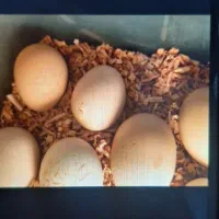 دستگاه جوجه کشی|لوازم جانبی حیوانات|نیشابور, هفده شهریور|دیوار