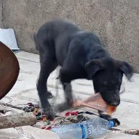 توله سگ گله ای