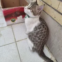 گربه 4 ماهه نر