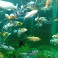 ماهی کوی ده سانتی باله بلند انواع نژاد|ماهی|کرمان, |دیوار