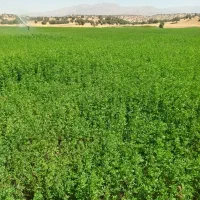 یونجه چن سوم و چهارم