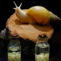 خاویار حلزون و حلزون مولد