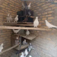 ۳۰عدد پرشی یکجا