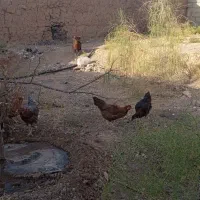 مرغ محلی و لاری|حیوانات مزرعه|خواف, |دیوار