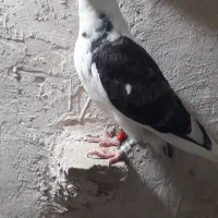 کفتر|پرنده|تربت جام, میرقوام الدین|دیوار