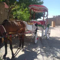 اسب کالسکه|اسب و تجهیزات اسبسواری|مشهد, شهرک بهارستان|دیوار