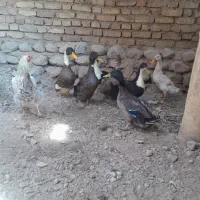 اردک