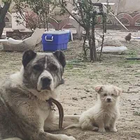 سگ خراسانی درشت