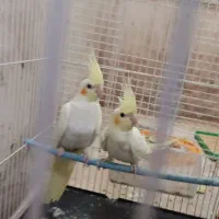 جفت جوان عروس