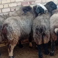 فروش میش آبستن ترکی