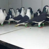 دسته ۲۵تایی پرشی ساده سیاه