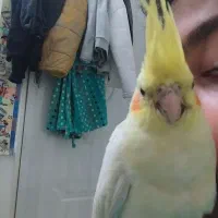 عروس هلندی لوتینو گم شده|حیوانات|کرمانشاه, |دیوار