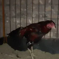 جوجه خروس لاری