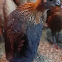 جوجه بومی دم طلا|حیوانات مزرعه|تهران, آرژانتین|دیوار