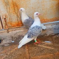 کبوتر سار گراف