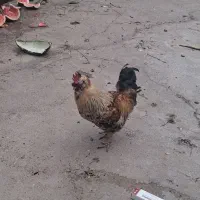 فروش مرغ و خروس زینتی