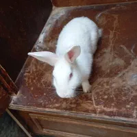خرگوش سفید،6ماهه