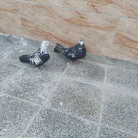 کبوتر اصفهانی