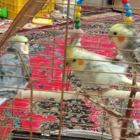 عروس هلندی خاص|پرنده|قم, سراجه (۱۵ خرداد)|دیوار