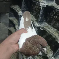 کبوتر ها در ملکان هستن