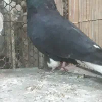 زاغ دم سفید وهفت رنگ دم سفید