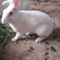 خرگوش بالغ