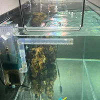 اکواریوم ریملس ۱۰ میل|ماهی|قرچک, باقرآباد|دیوار