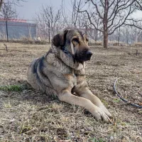 فروشی پشدر ماده