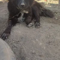 واگذاری سگ قدرجونی اصیل|سگ|کرمانشاه, |دیوار