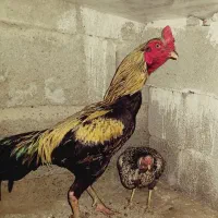 مرغ خروس‌اصل‌پاکستانی‌