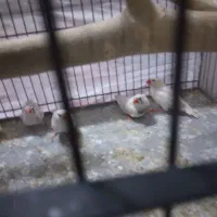 فنج خوارزمی ۸عدد|پرنده|قرچک, شهرک طلائیه|دیوار