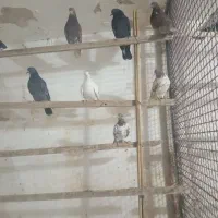 کفتر عالی پرشی