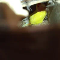 طوطی کوتوله