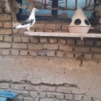 دو عدد کفتر ماده