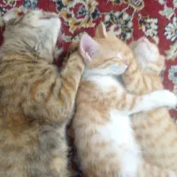 گربه|گربه|طرقبه, |دیوار