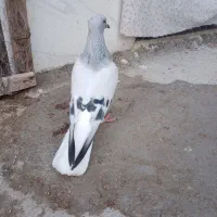 گمشده|حیوانات|برازجان, |دیوار