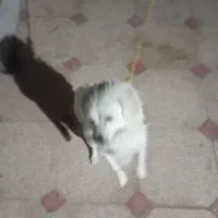 سگ شیتزو حرف گوش کن|سگ|بم, |دیوار