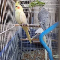پرنده|پرنده|گالیکش, |دیوار