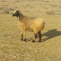 فروش میش بندر کنگان