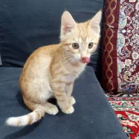 واگذاری بچه گربه ماده|گربه|رشت, حومه رشت|دیوار