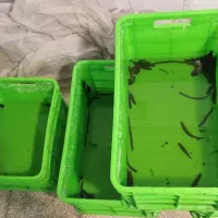 فروش زالوی طبی صیدی فوق العاده درشت|آرایشی، بهداشتی، درمانی|کاشان, امیرکبیر|دیوار