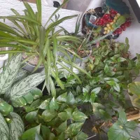 گل طبیعی|گل و گیاه طبیعی|بروجرد, |دیوار