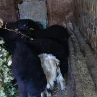 بره نر پروار