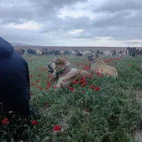 30 راس بز بزغاله دار دوقلو