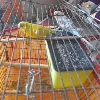 جفت مرغ عشق مولد