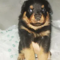 توله سگ روتوایلر Rottweiler|سگ|تهران, آذری|دیوار