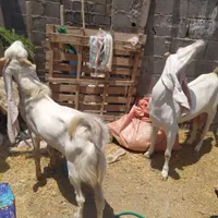 یک عدد کهره نر با یک عدد بر گلابی|حیوانات مزرعه|بندر دیر, |دیوار