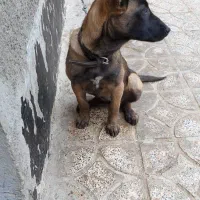 توله مالینویز گارد