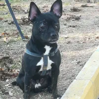 سگ تربیت شده