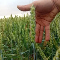 بذر گندم آدورا و لوجیکا 2024 اروپایی